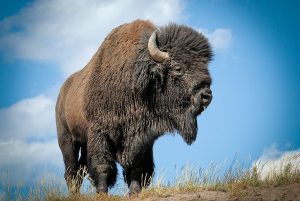 High Plains Museum Bison Exhibit