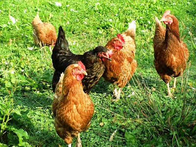 Proposed Backyard Chicken Ordinance